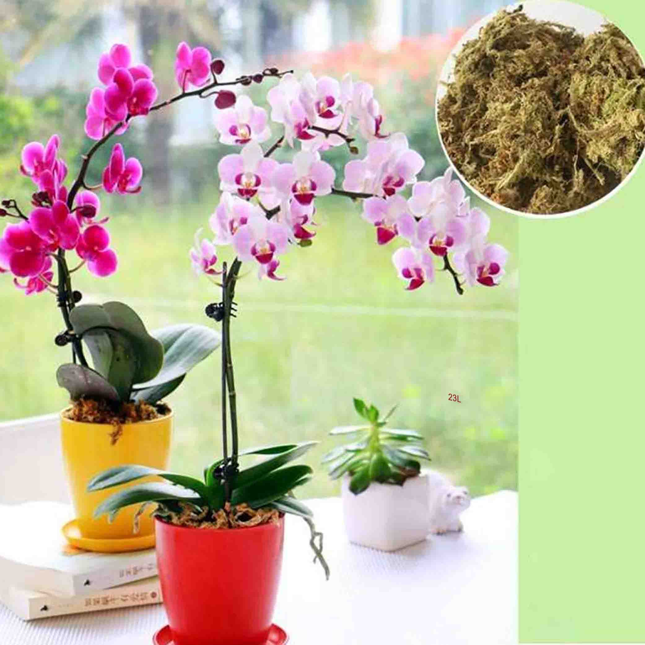 ৬ লিটার স্ফ্যাগনাম মস (আনুমানিক ৭০ গ্রাম)