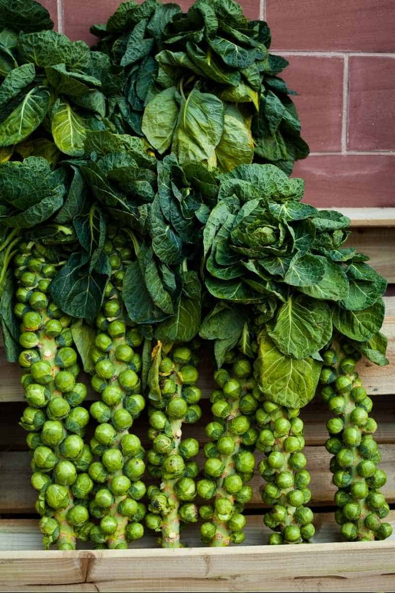 ব্রাসেলস স্প্রাউটস বীজ (আমদানিকৃত অক্ষত প্যাকেট)