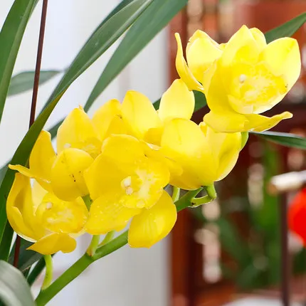 অর্কিড সার (ধীরে মুক্ত হওয়া যৌগিক সার) - ৫০ গ্রাম