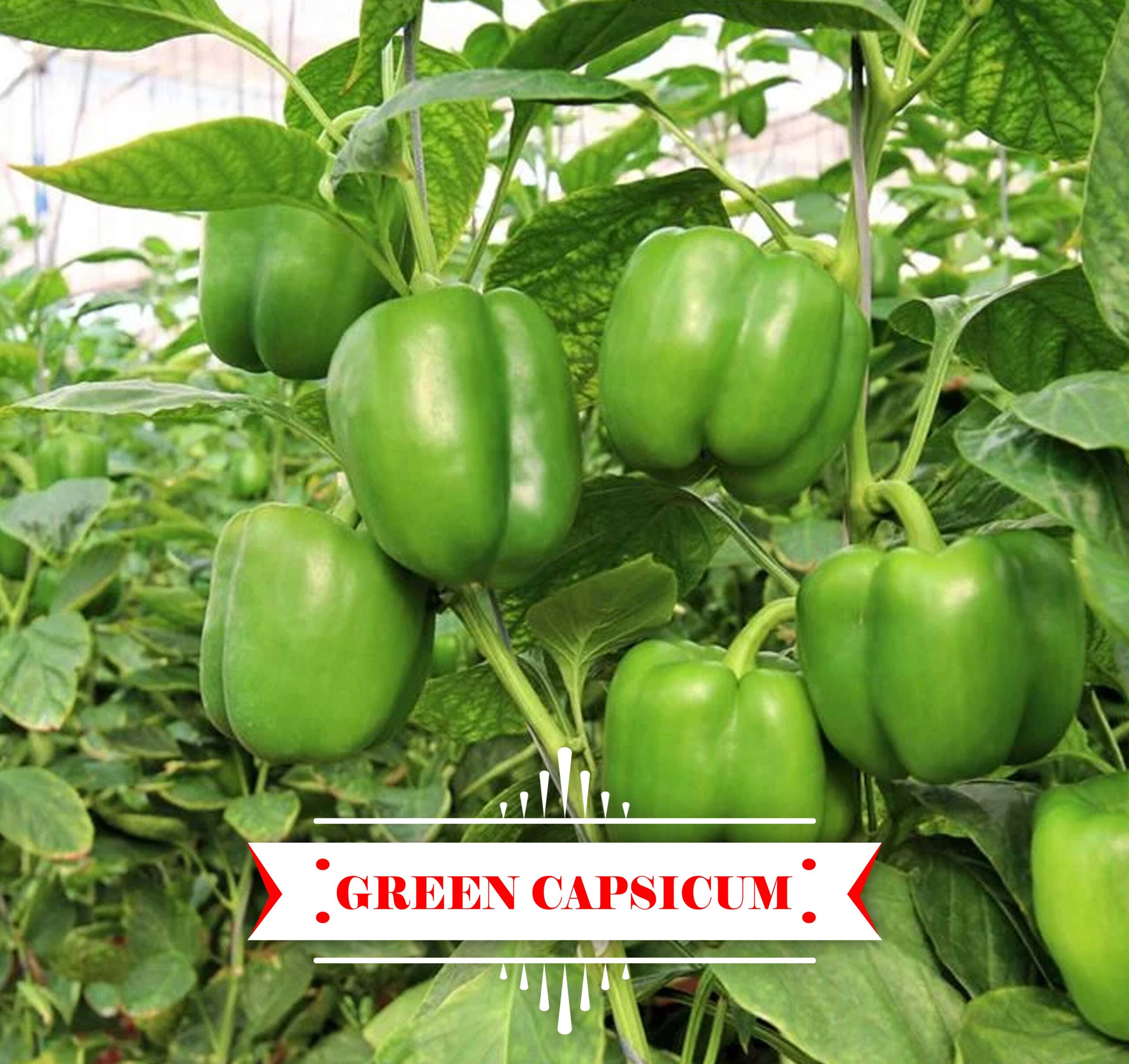 হাইব্রিড (F1) ক্যাপসিকাম (সবুজ) বীজ - ১৫টি বীজ (রি-প্যাক)