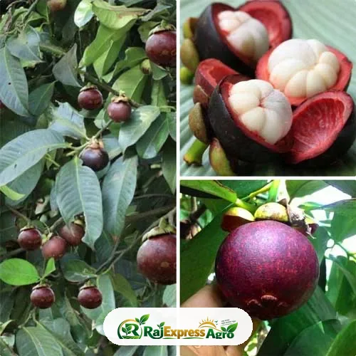 ম্যাঙ্গোস্টিন
