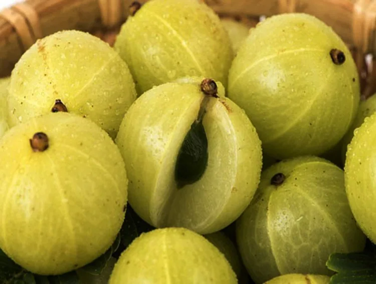 লাল আমলকি