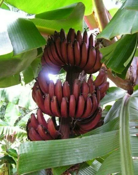 লাল অগ্নিসর কলা