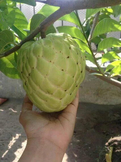 থাই শরিফা