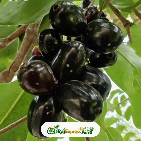 সীডলেস জাম গাছ