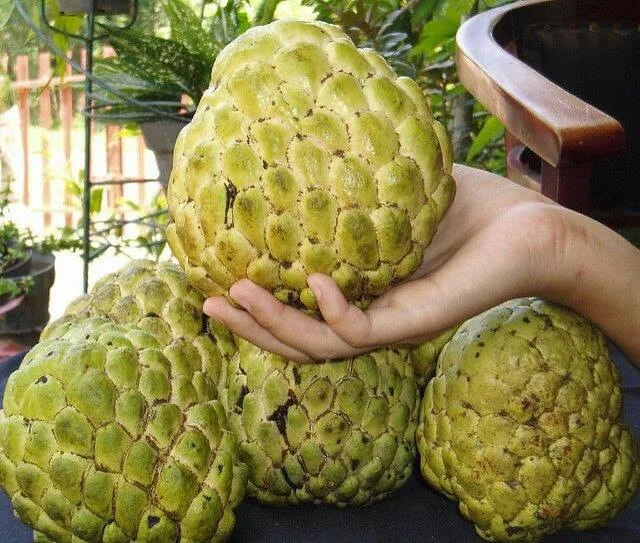 সুদানি আতা ফল