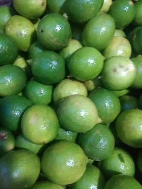 চাইনা লেবু