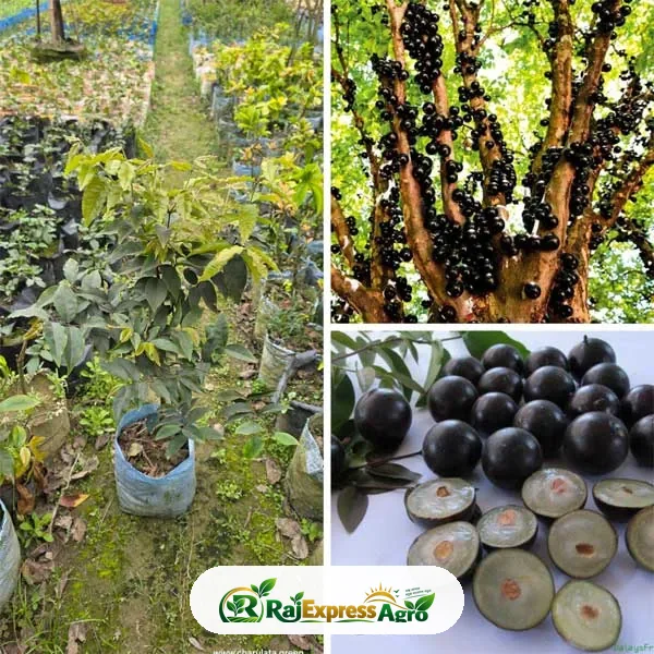 স্কারলেট জাবুটিকাবা