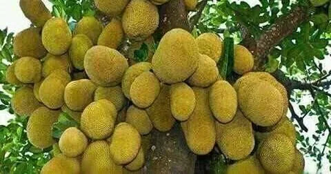 দেশি কাঁঠাল