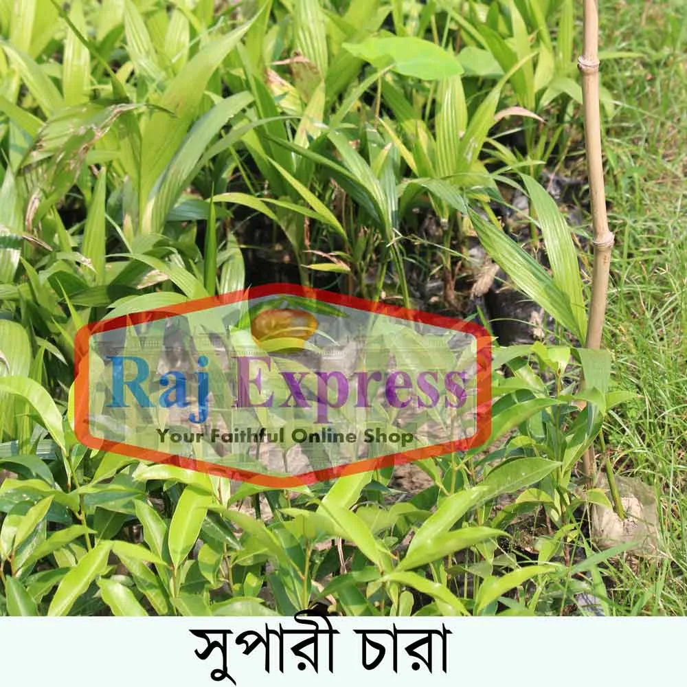 সুপারী