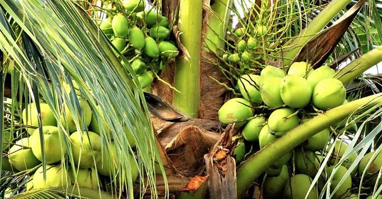 নারিকেল দেশি