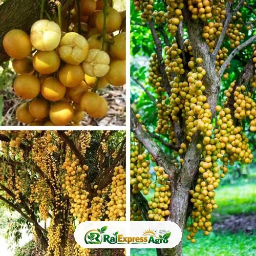 লটকন