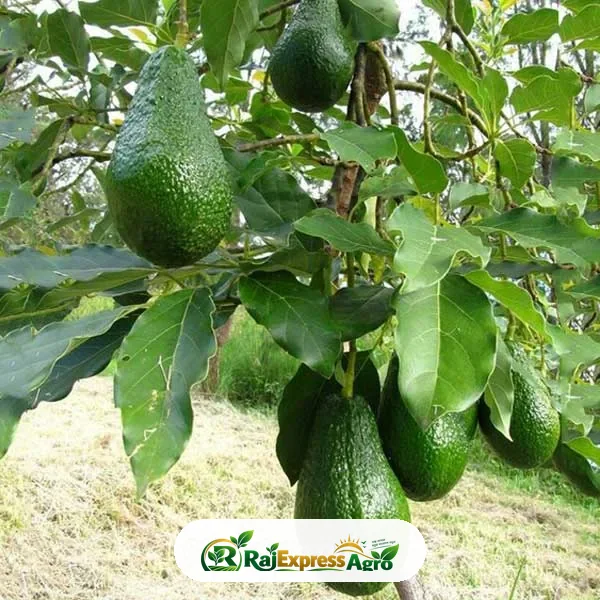 অ্যাভোকেডো