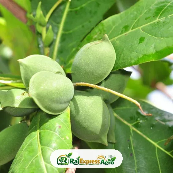 কাঠবাদাম