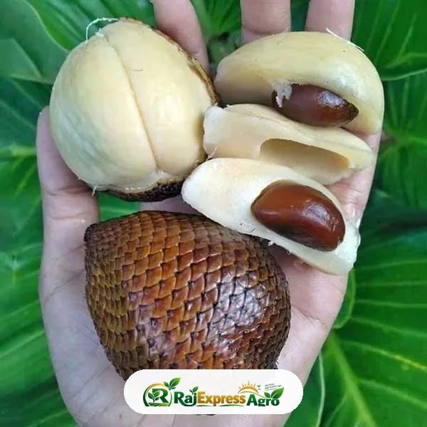 স্নেক ফ্রুট (সালাক)