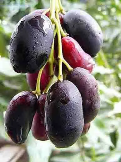 পটল জাম