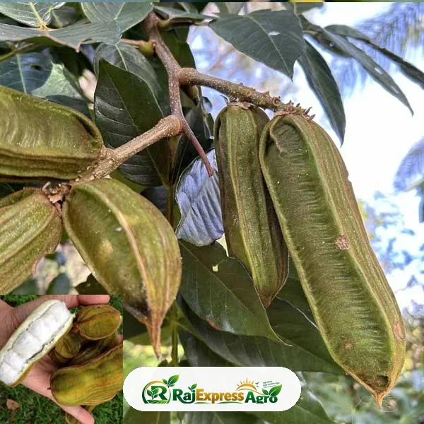 আইসক্রিম বিন