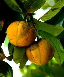 চালতা