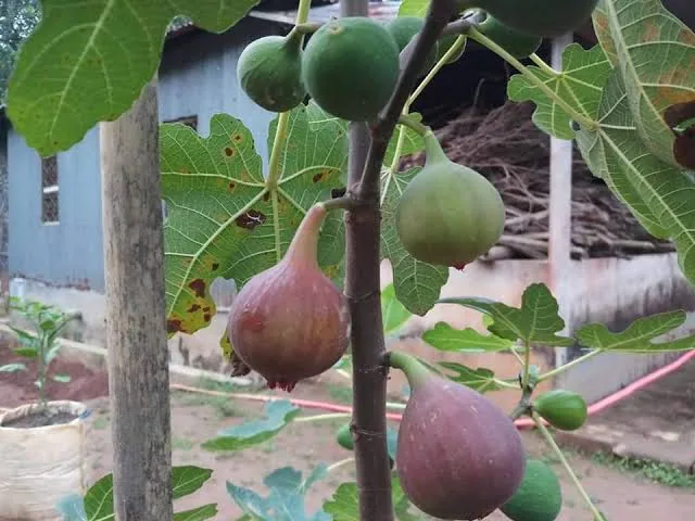 মিশরীয় ডুমুর