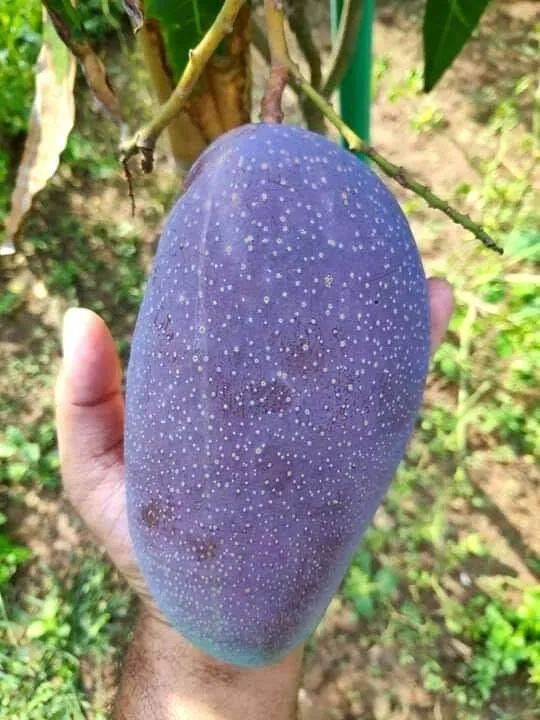 চিয়াংমাই আম