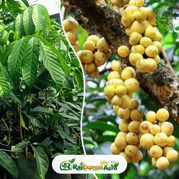 কুবাল মধু
