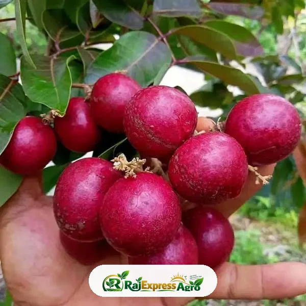 রুবি লঙ্গান
