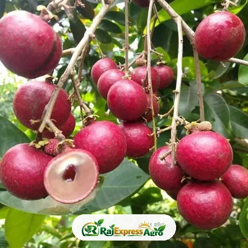 রুবি লঙ্গান