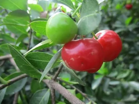 মিষ্টি চেরি