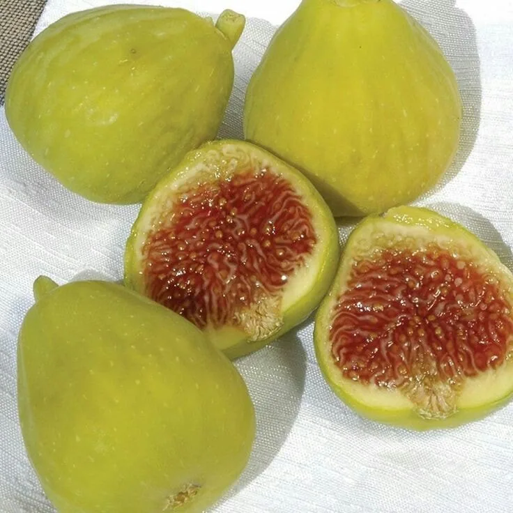 ভেরিগেট ডুমুর