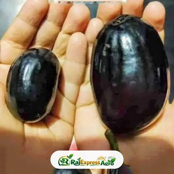 কেজি-১০ জাম