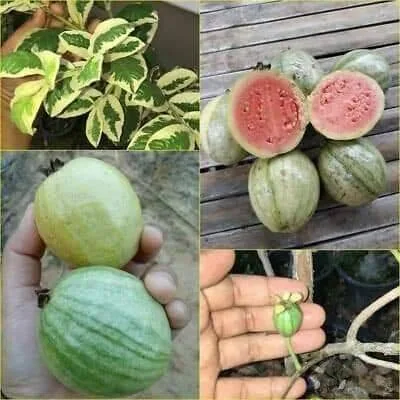 ভেরিগেড পেয়ারা