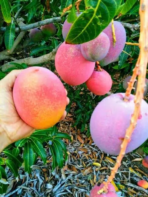 পালমার