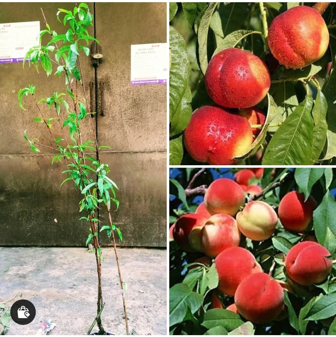 পিচ ফল বিজ