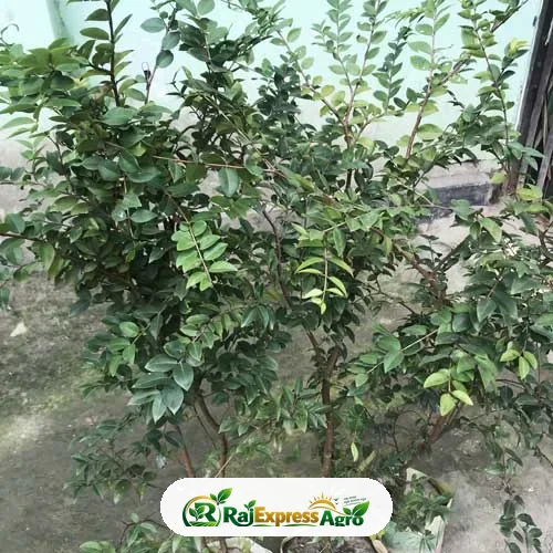 জাবুটিকাবা