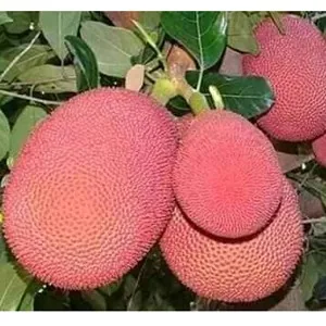 লাল কঠাল