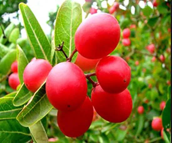 করমচা মিষ্টি