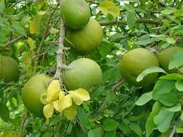 অরবড়ই দেশি ফল গাছ