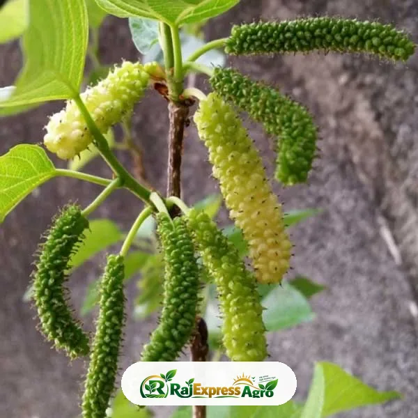 লং মালবেরি