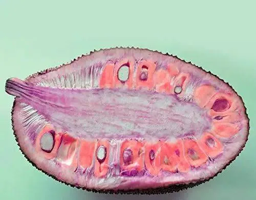 পিংক কাঁঠাল