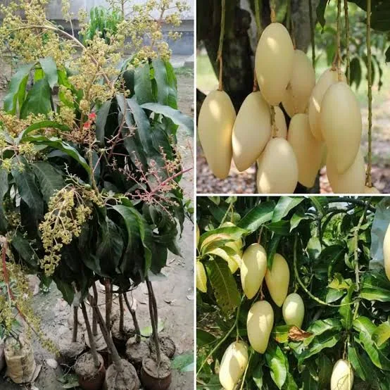ডকমাই আম