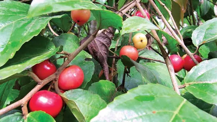 লুকলুকি