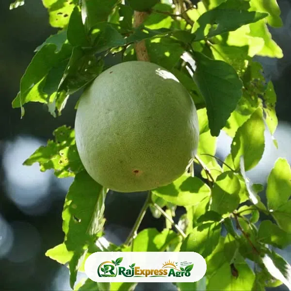 বেল গাছ