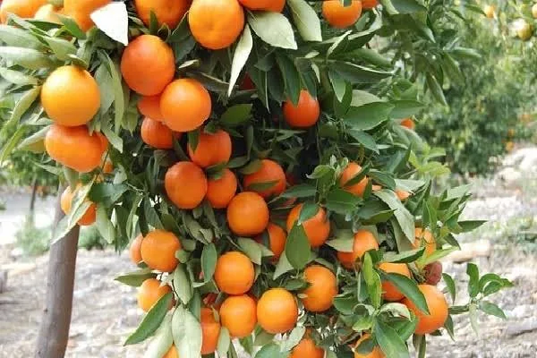 চাইনা কমলা