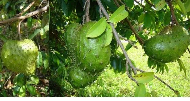 করোসল কলম