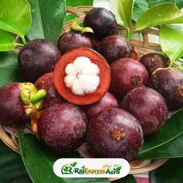 ম্যাঙ্গোস্টিন