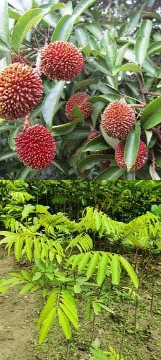 পুলাসান গাছ
