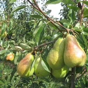 নাস্পাতি