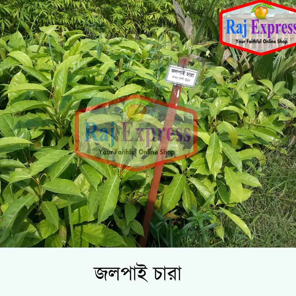 জলপাই