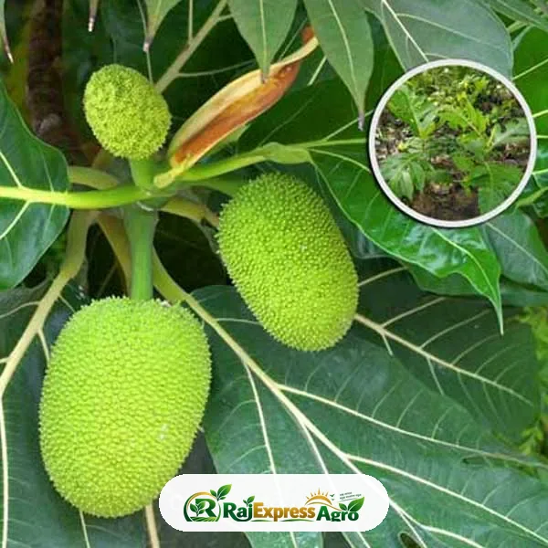 ব্রেড ফ্রুট (রুটি ফল)