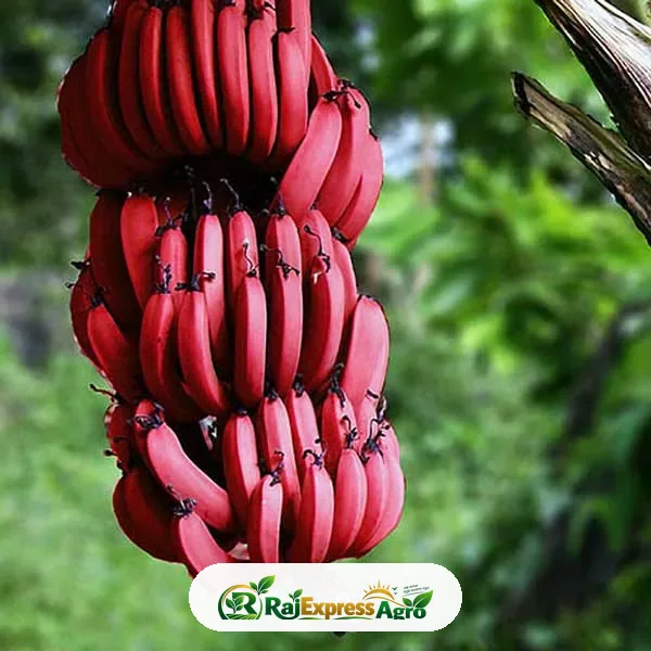 আনাজি/কাঁচকলা গাছ